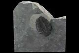 Large Elrathia Trilobite Fossil - Wheeler Shale, Utah #97171-1
